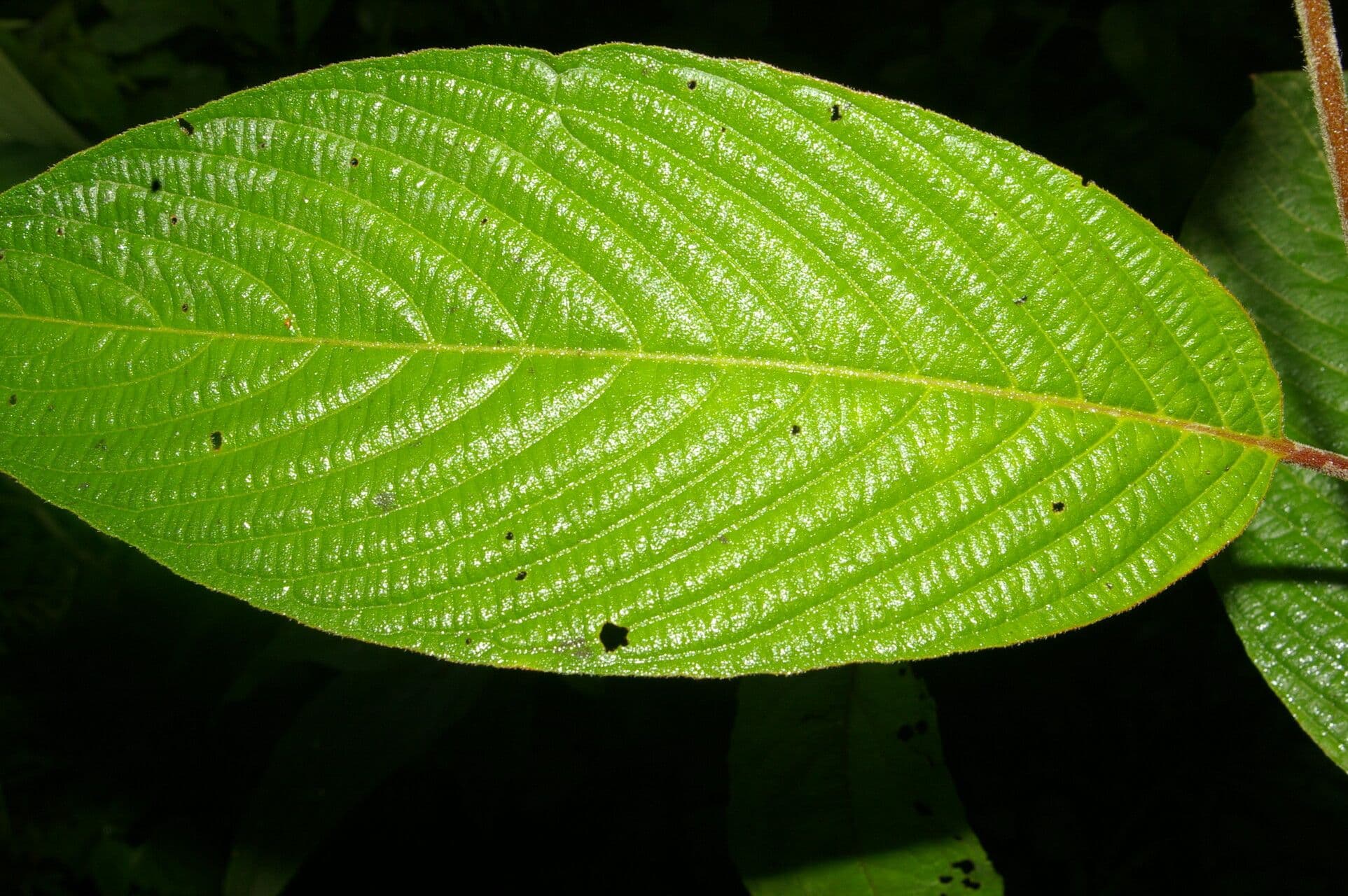 Gonzalagunia 11