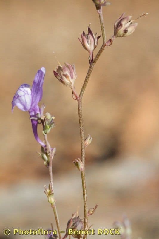 Linaria 3