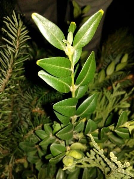 Bosso sempreverde 30