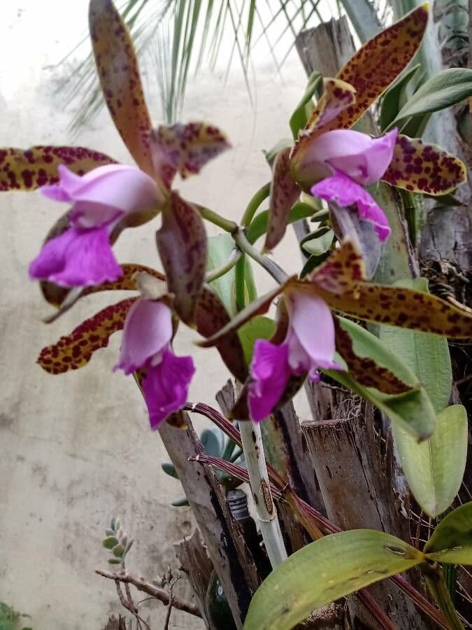 Cattleya maculata 2