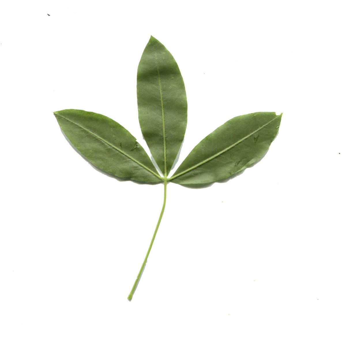 Maggiociondolo alpino 29