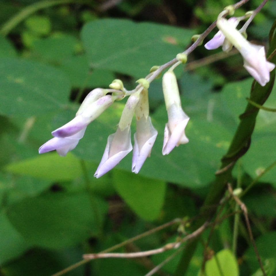 Amphicarpaea bracteata 6