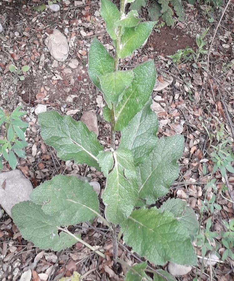 Verbasco blattaria 20