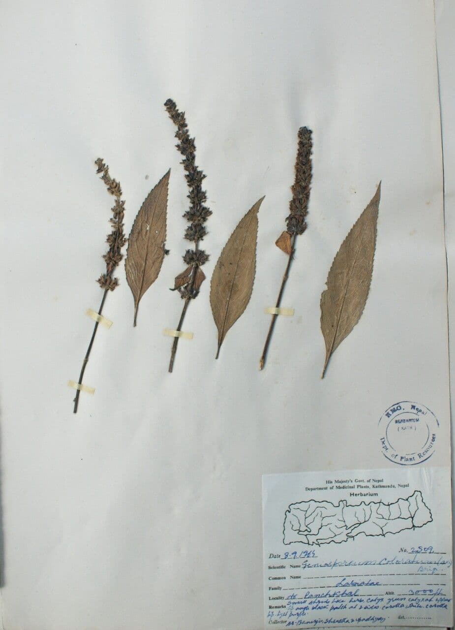Platostoma 9