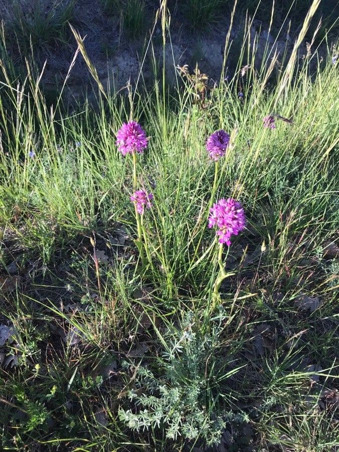 Orchis pyramidal 15