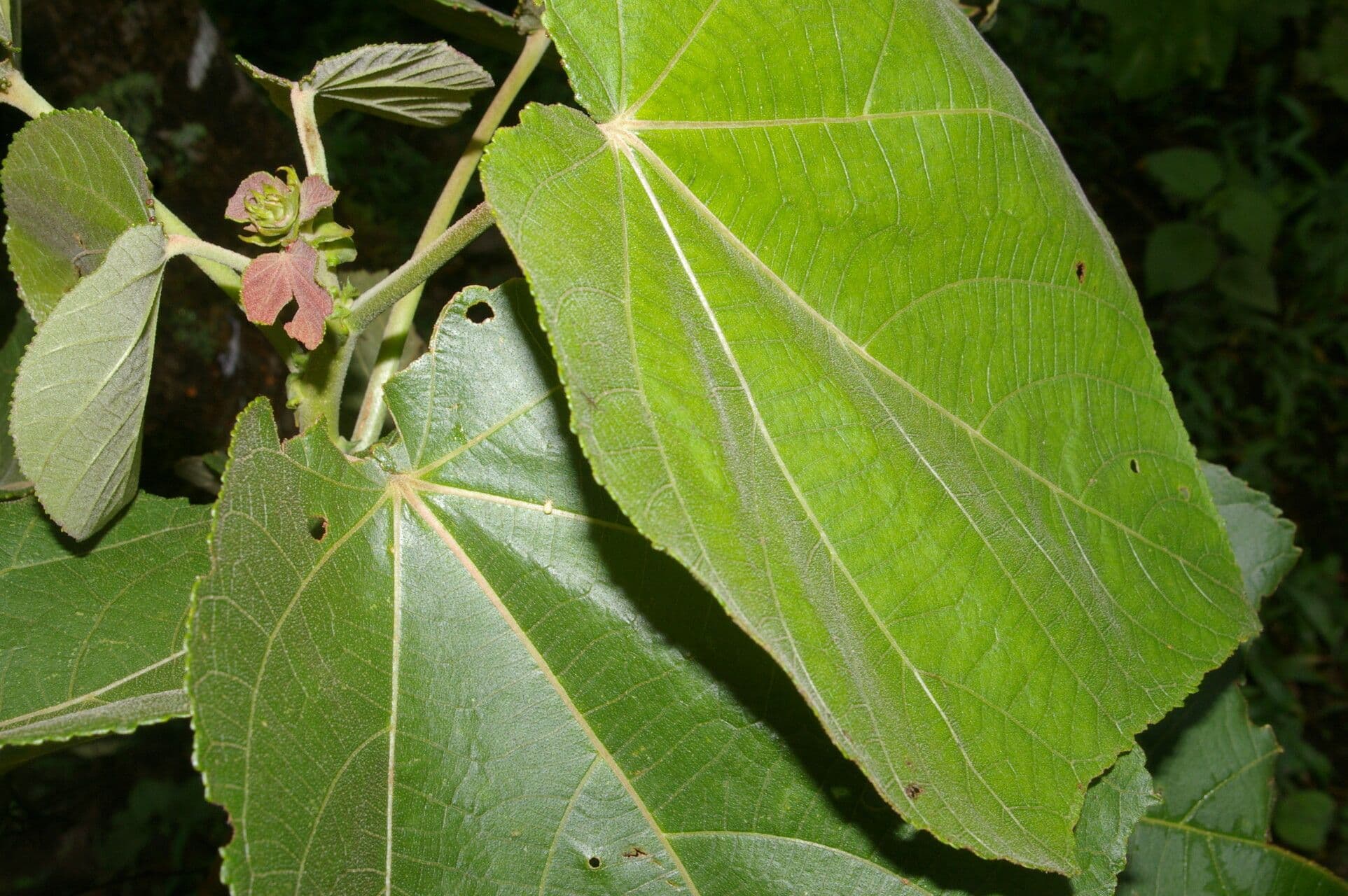 Heliocarpus 5