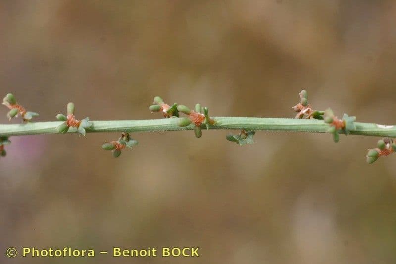 Sesamoides purpurascens 23