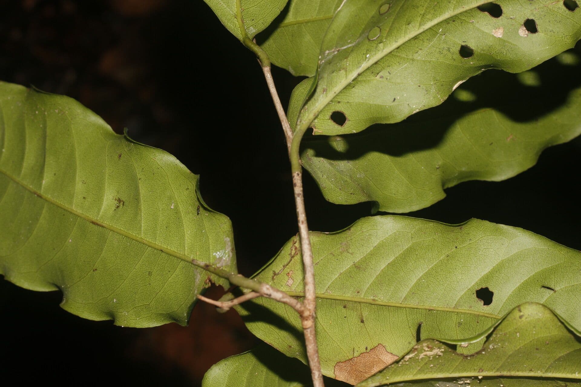Eschweilera biflora 7