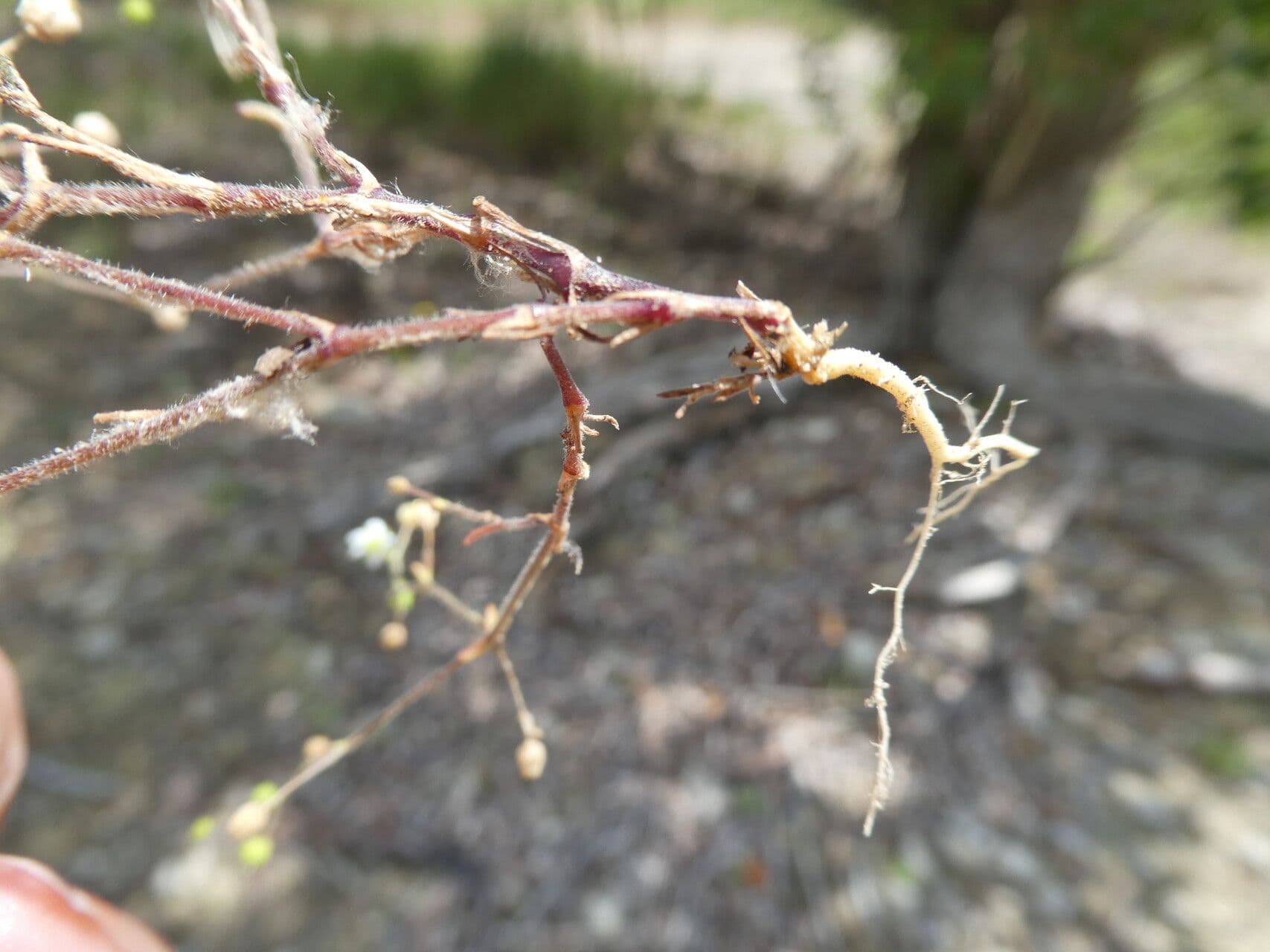 Arenaria 4
