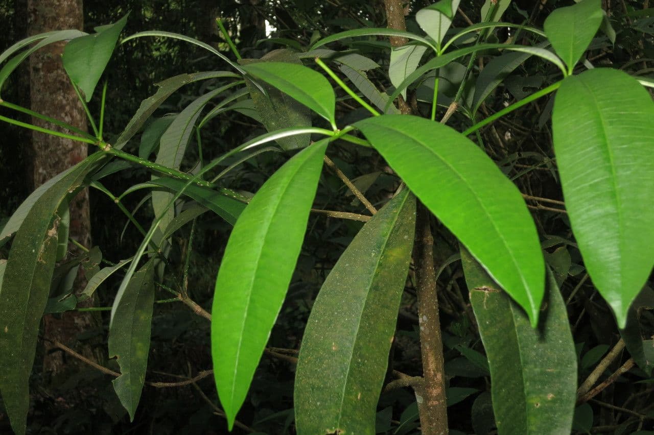 Alstonia 26