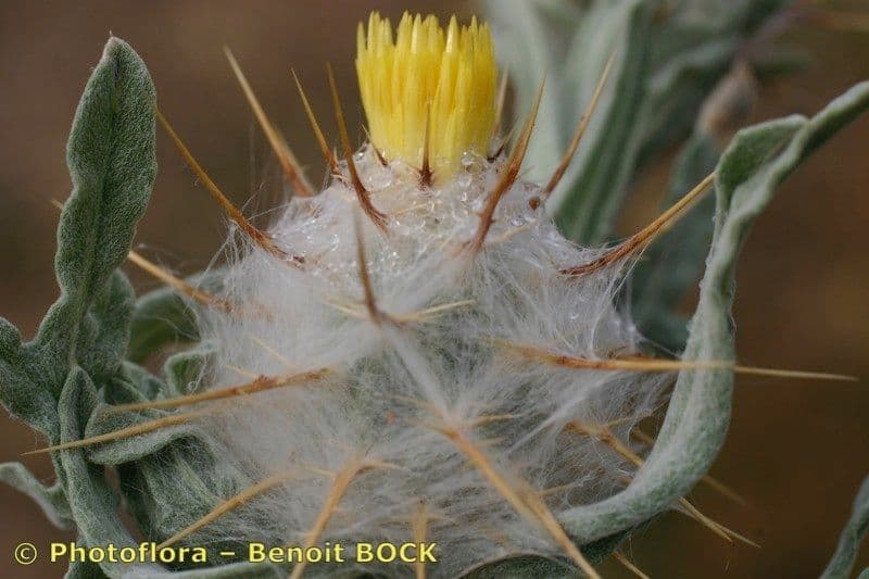 Zottiger Flockenblume 4