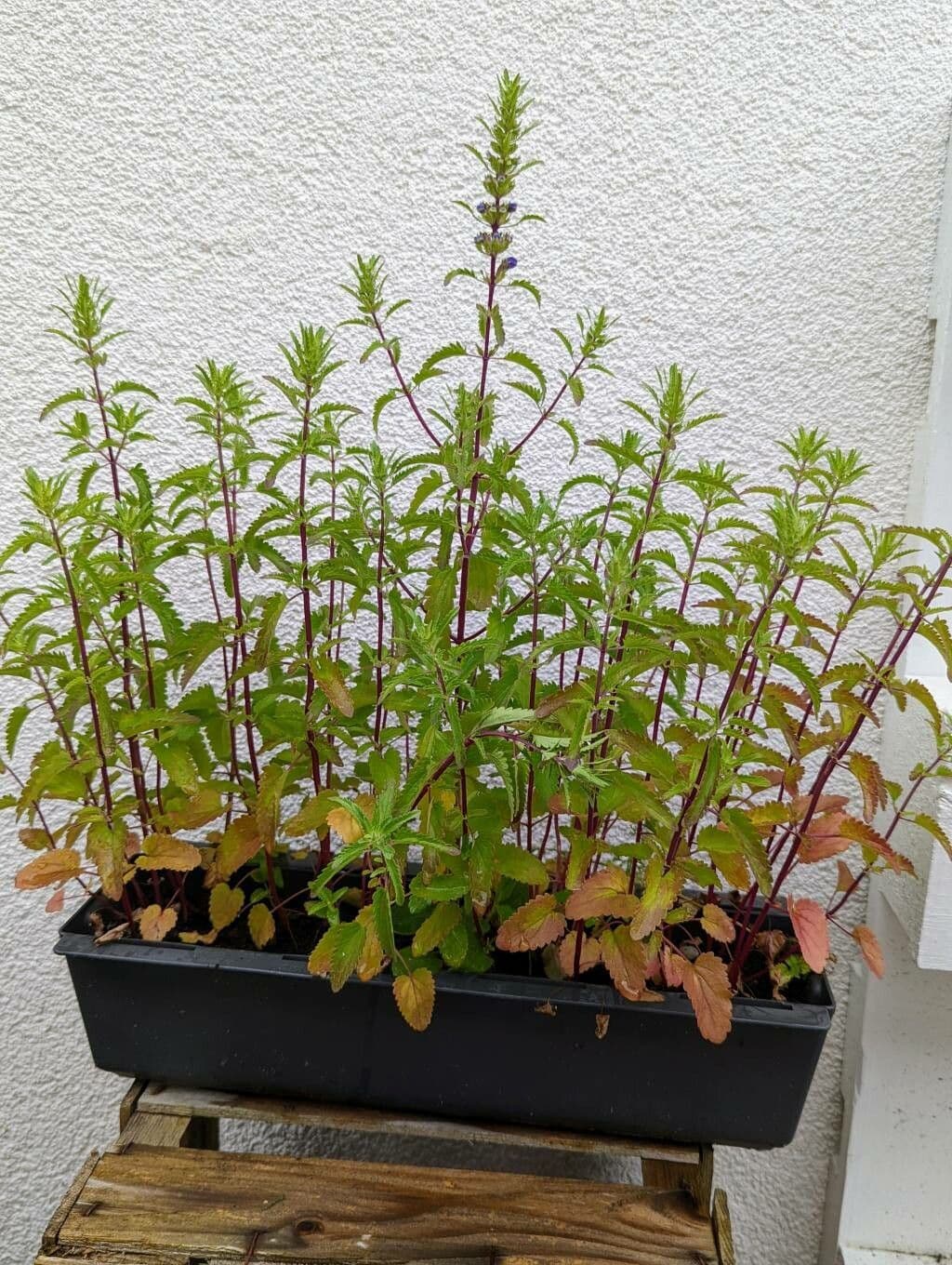 Dracocéphale de Moldavie 10