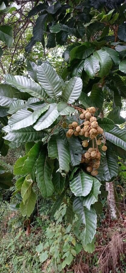 Cupania