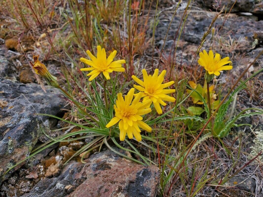 Agoseris glauca 12