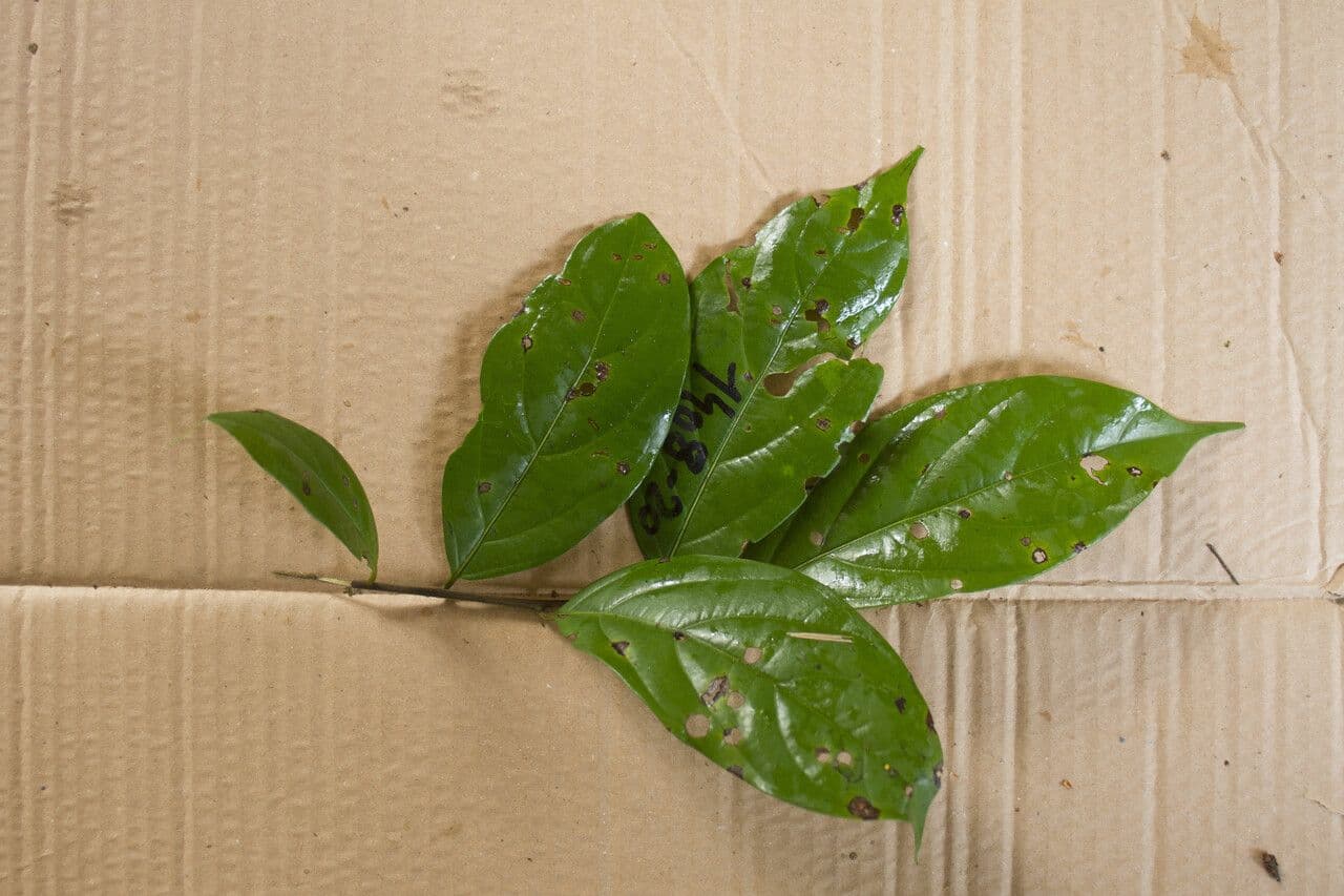 Ocotea 3