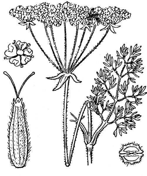 Athamanta cretensis 25
