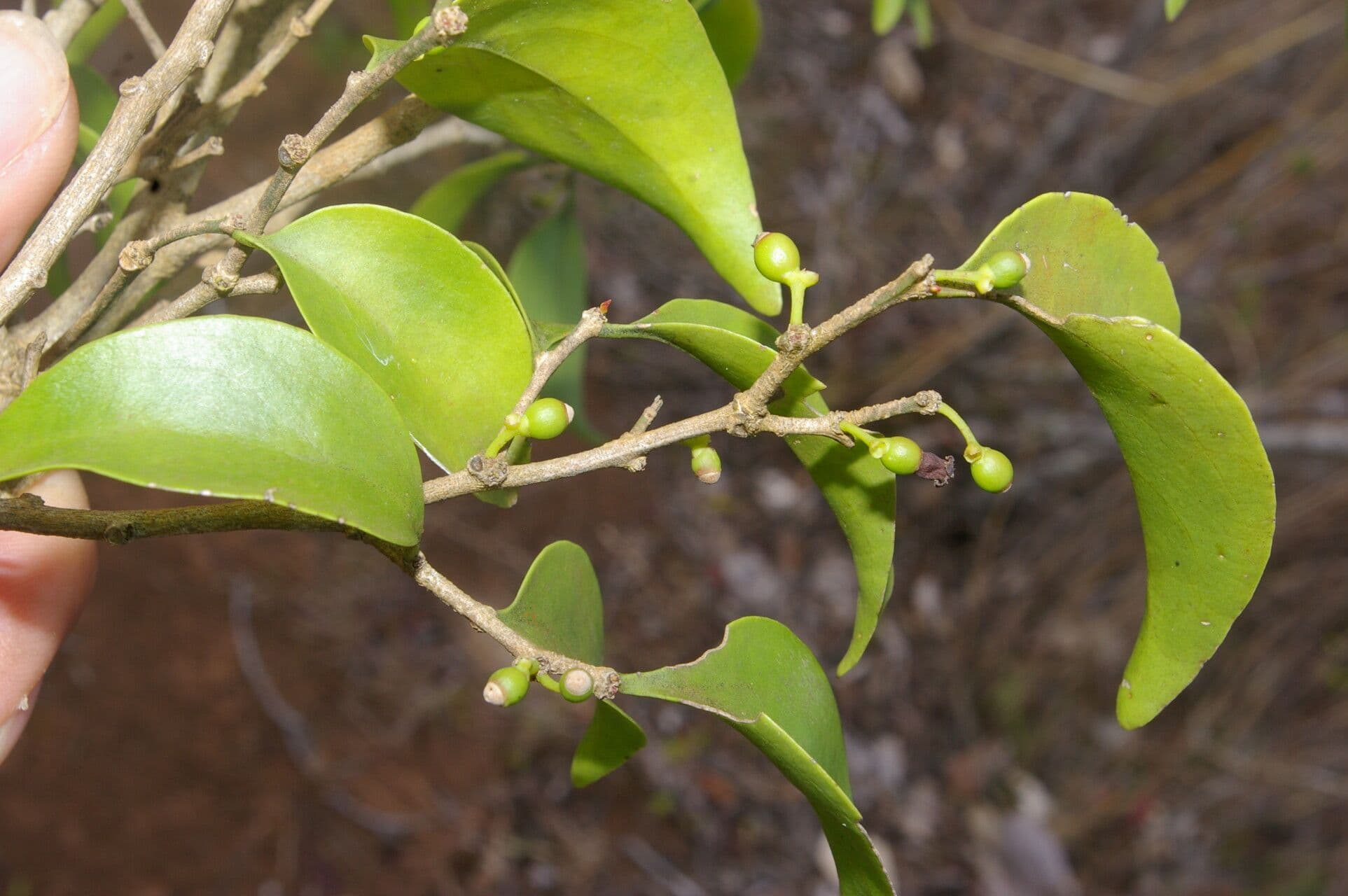 Agonandra 8