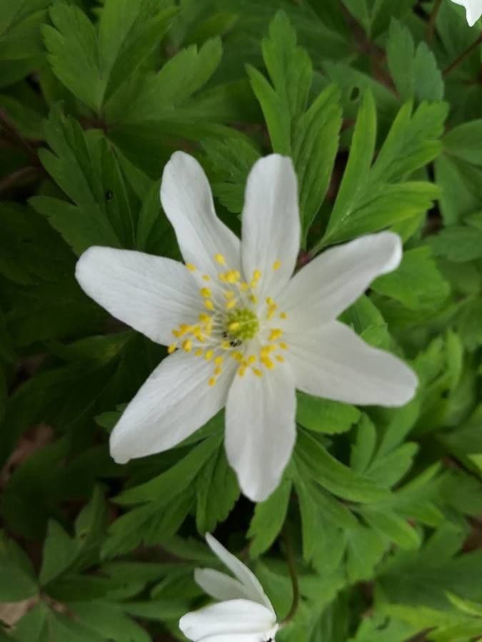 Fünfblättrige Anemone 5