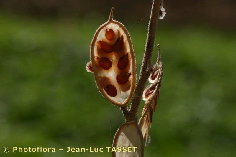 Fibigia clypeata 3