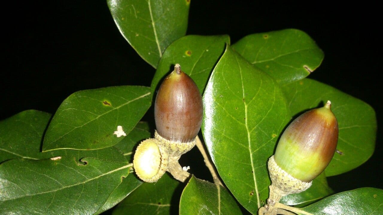 Quercia 3