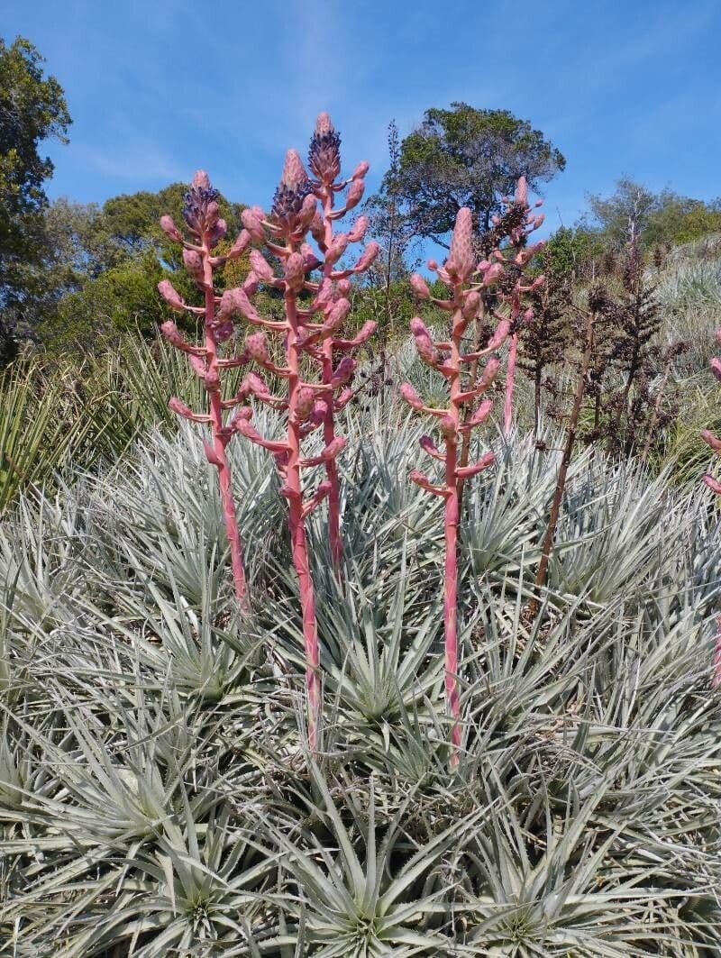 Puya 4