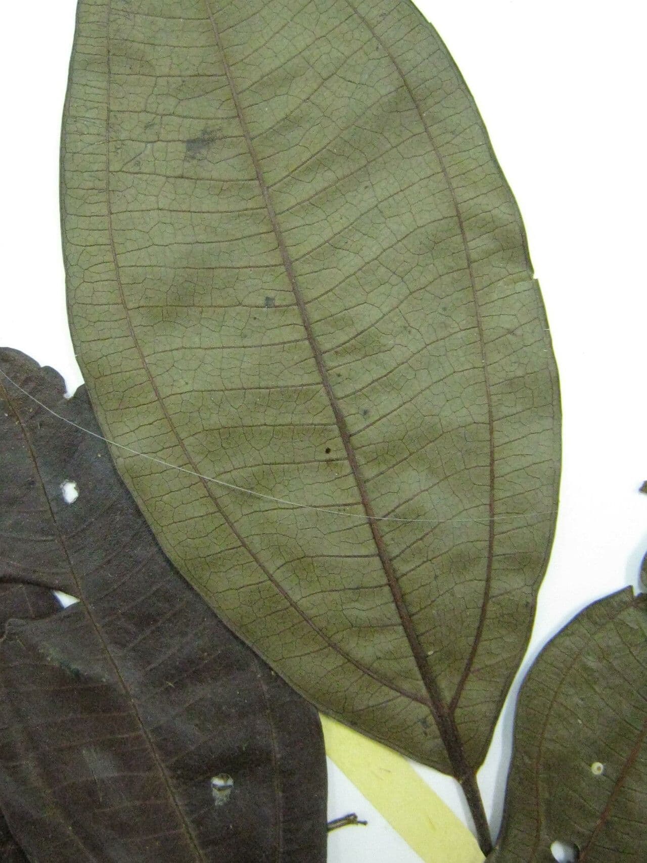 Miconia 7