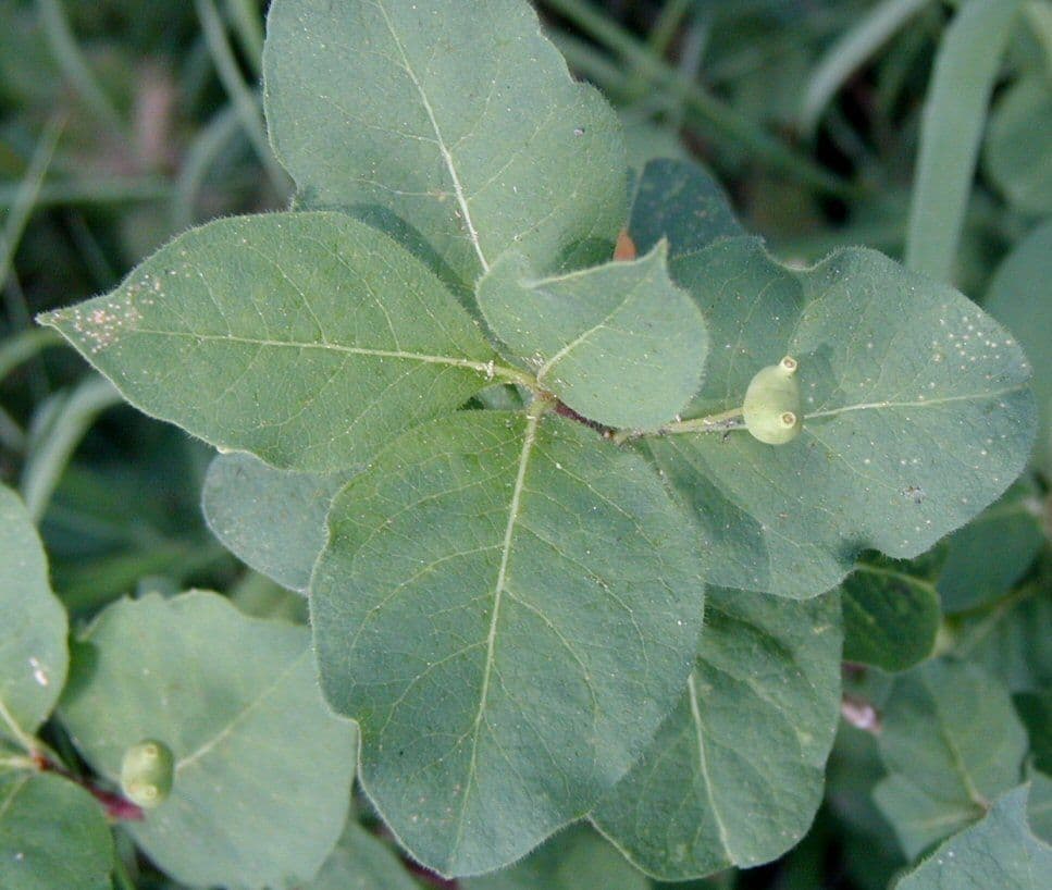 Caprifoglio 19
