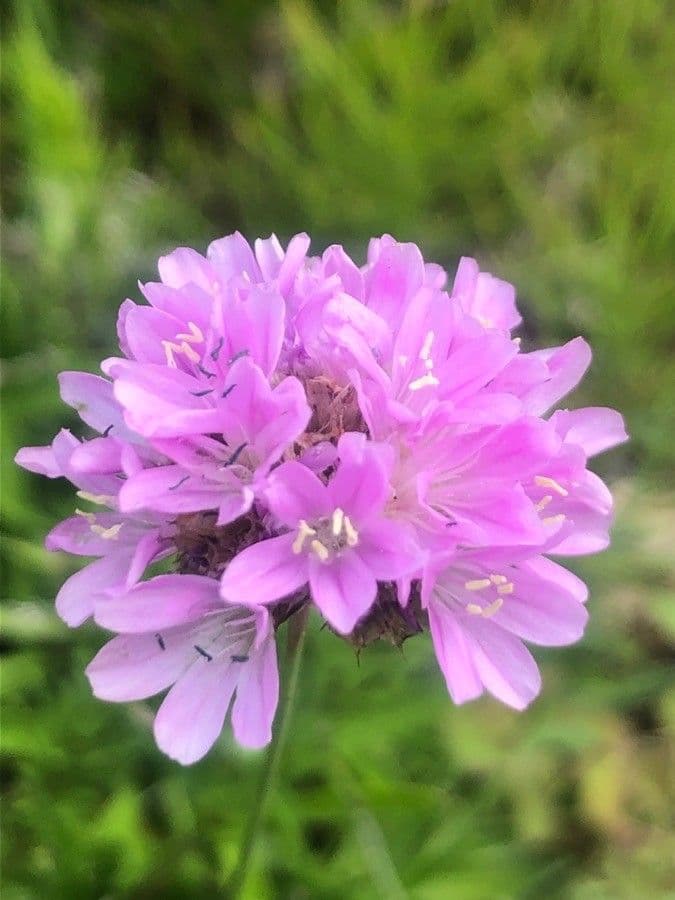 Byliniec 4