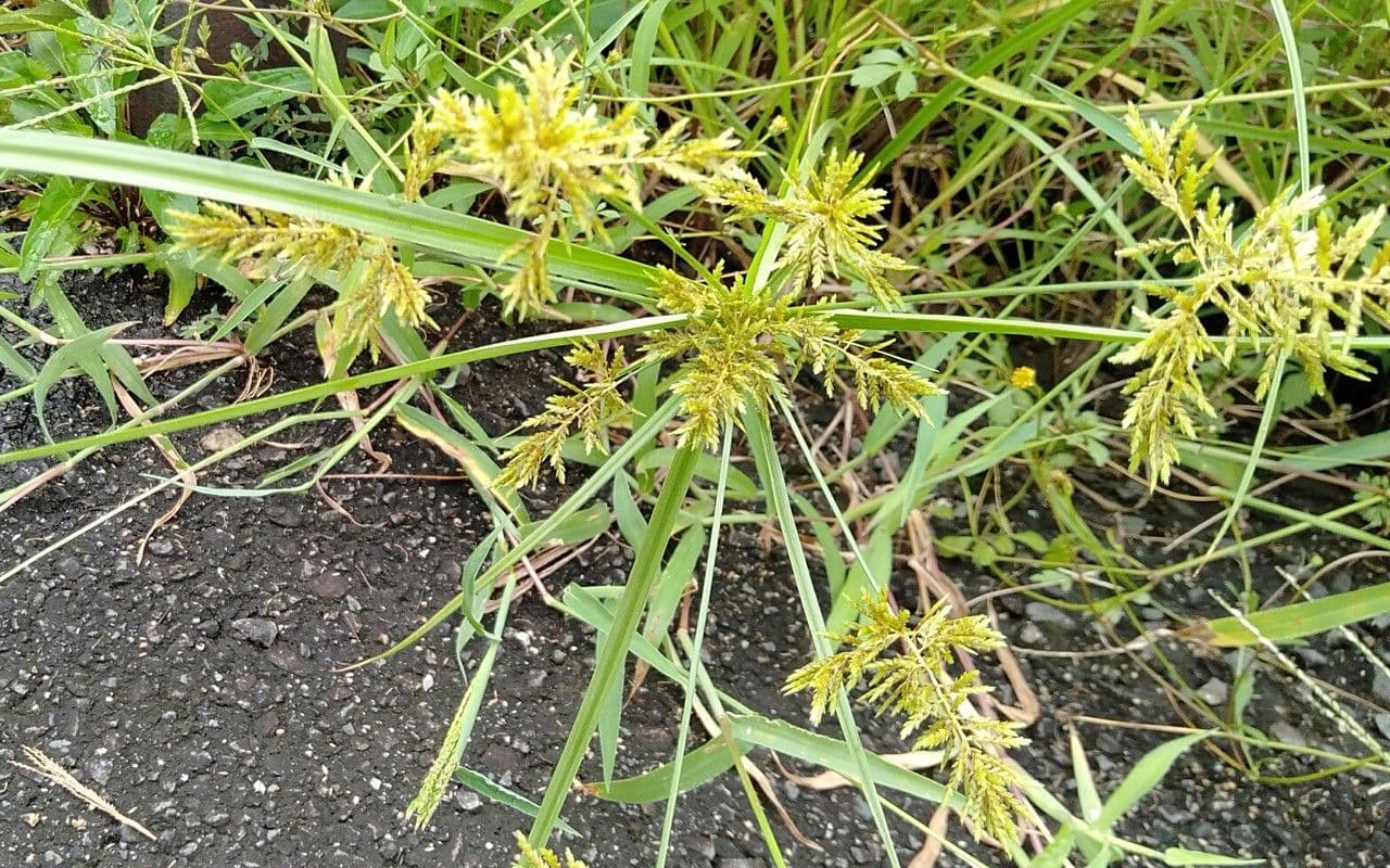Zigolo 6
