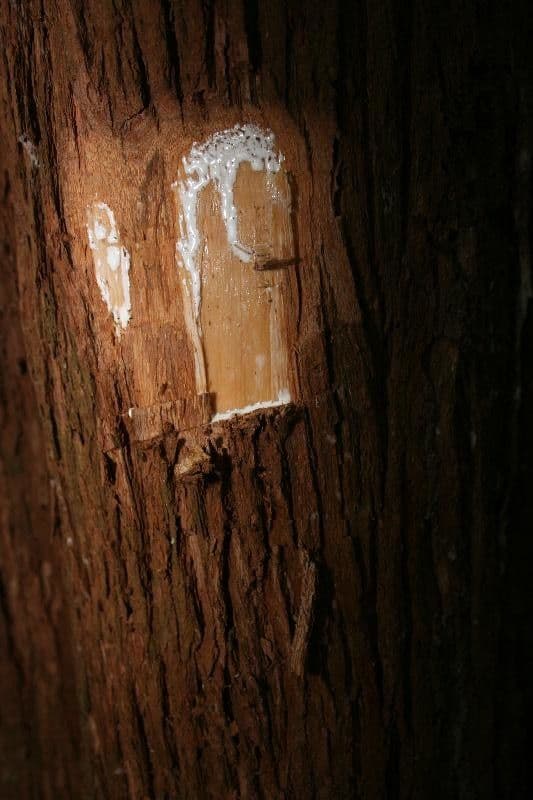 Pouteria guayanensis 13