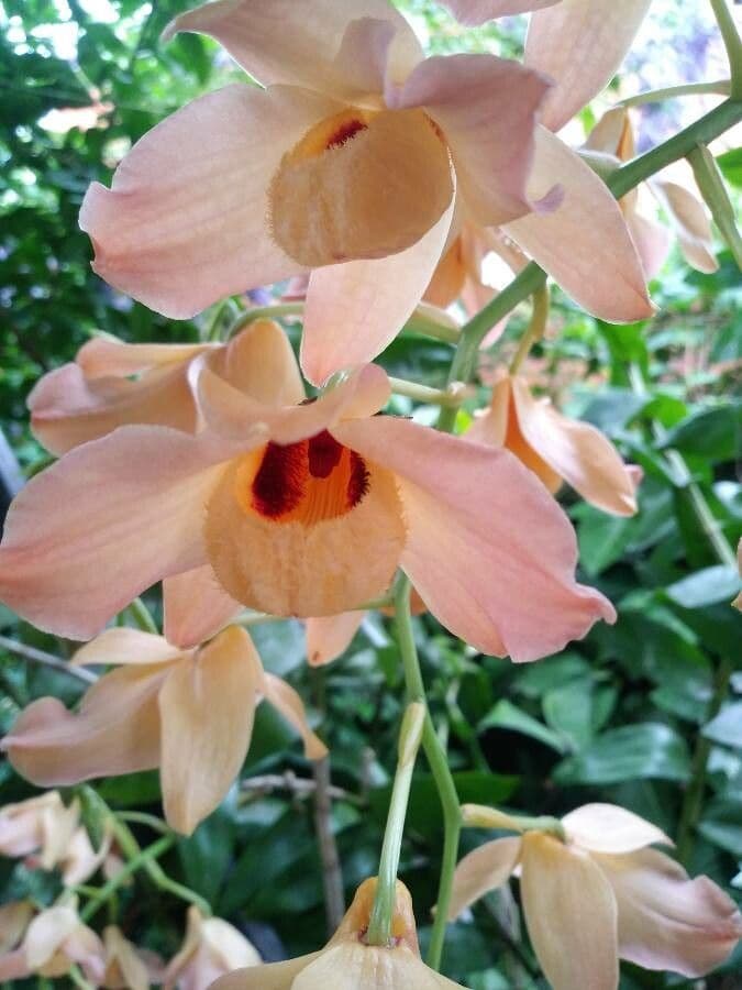 Moschus-Dendrobium 2