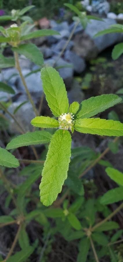 Drüsen-Croton 4