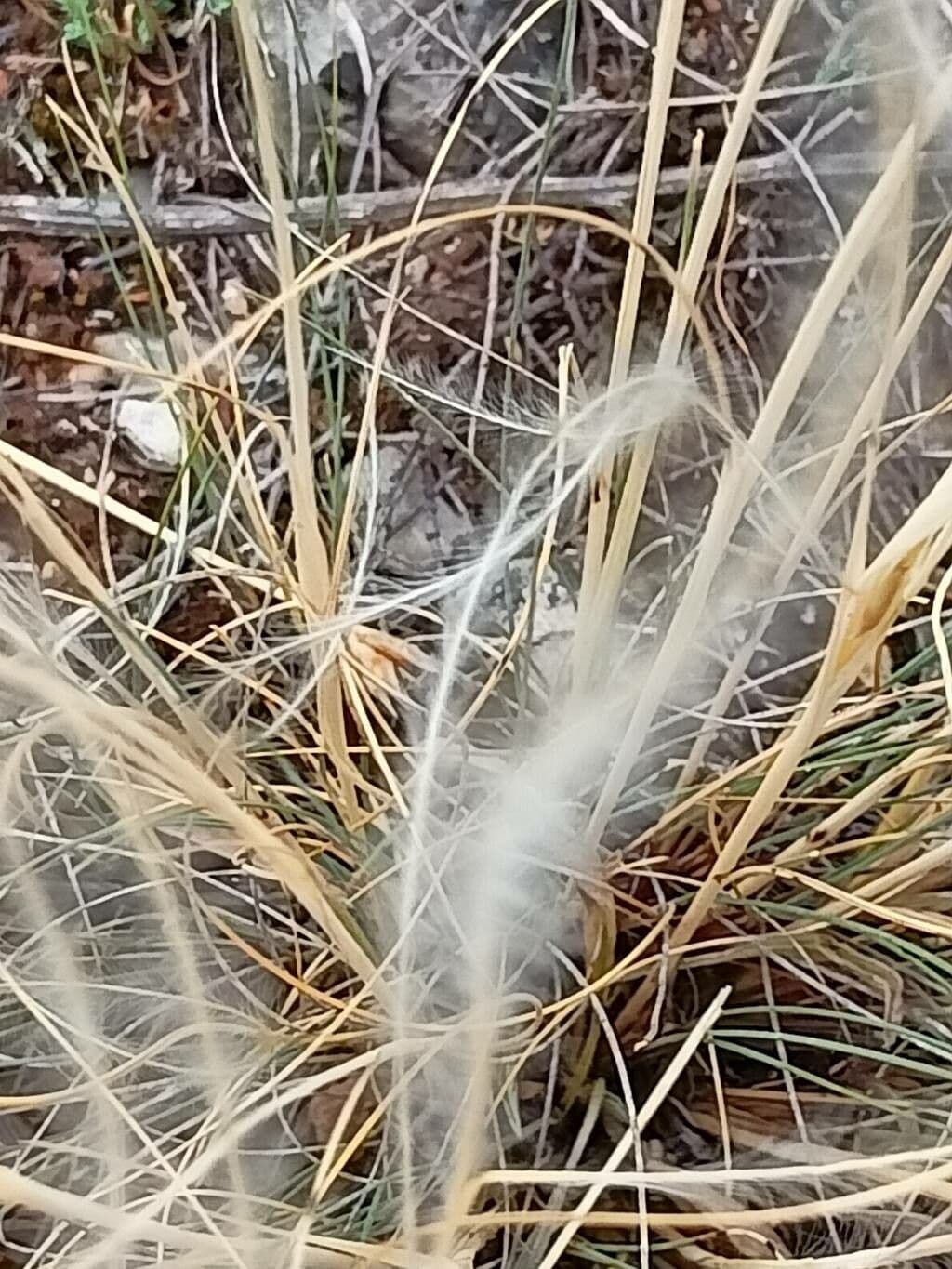 Stipa barbata 5