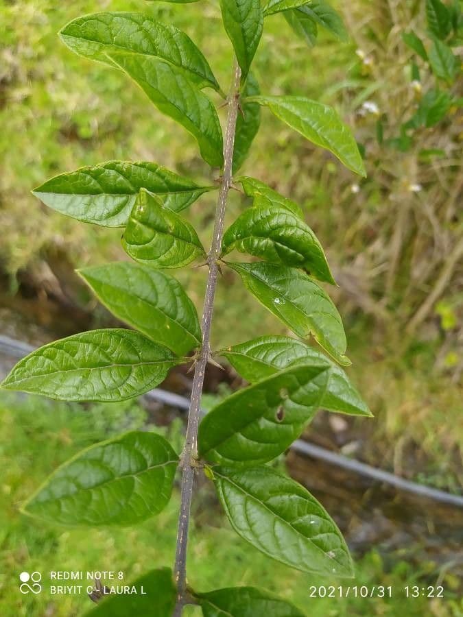 Duranta 2