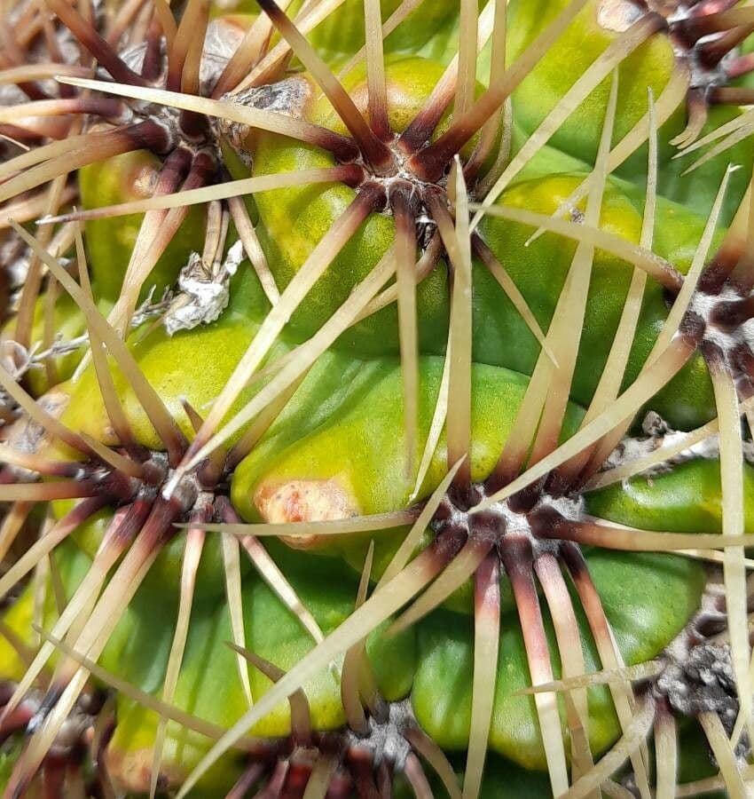 Cactus del mento 11