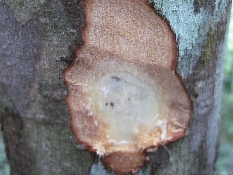 Trattinnickia 9