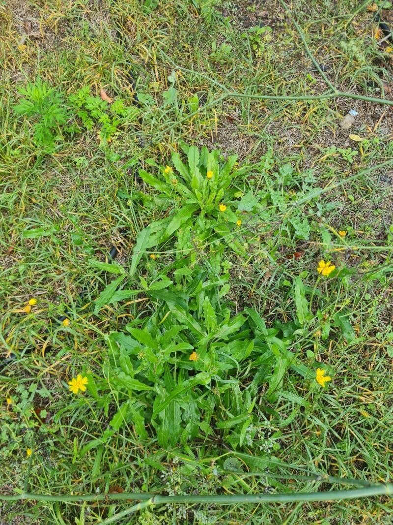 Radicchiella autunnale 11
