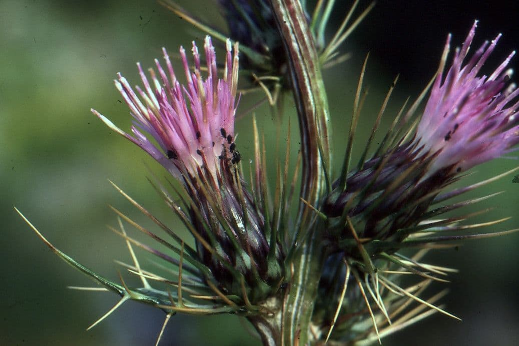Ptilostemon casabonae 10