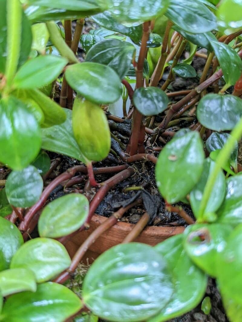 Peperomia glabra 16