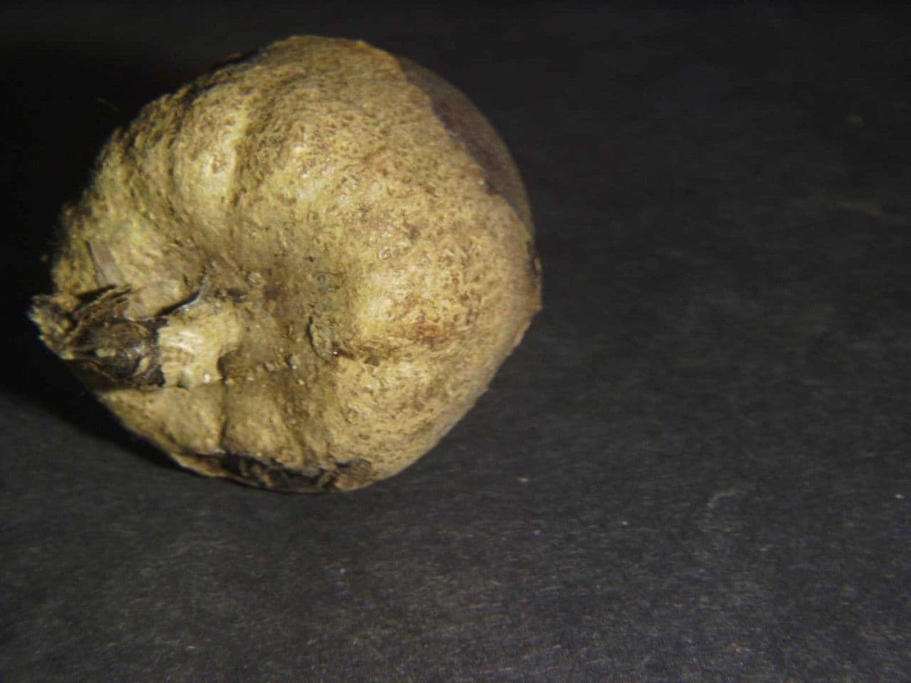 Aegiphila quararibea 8
