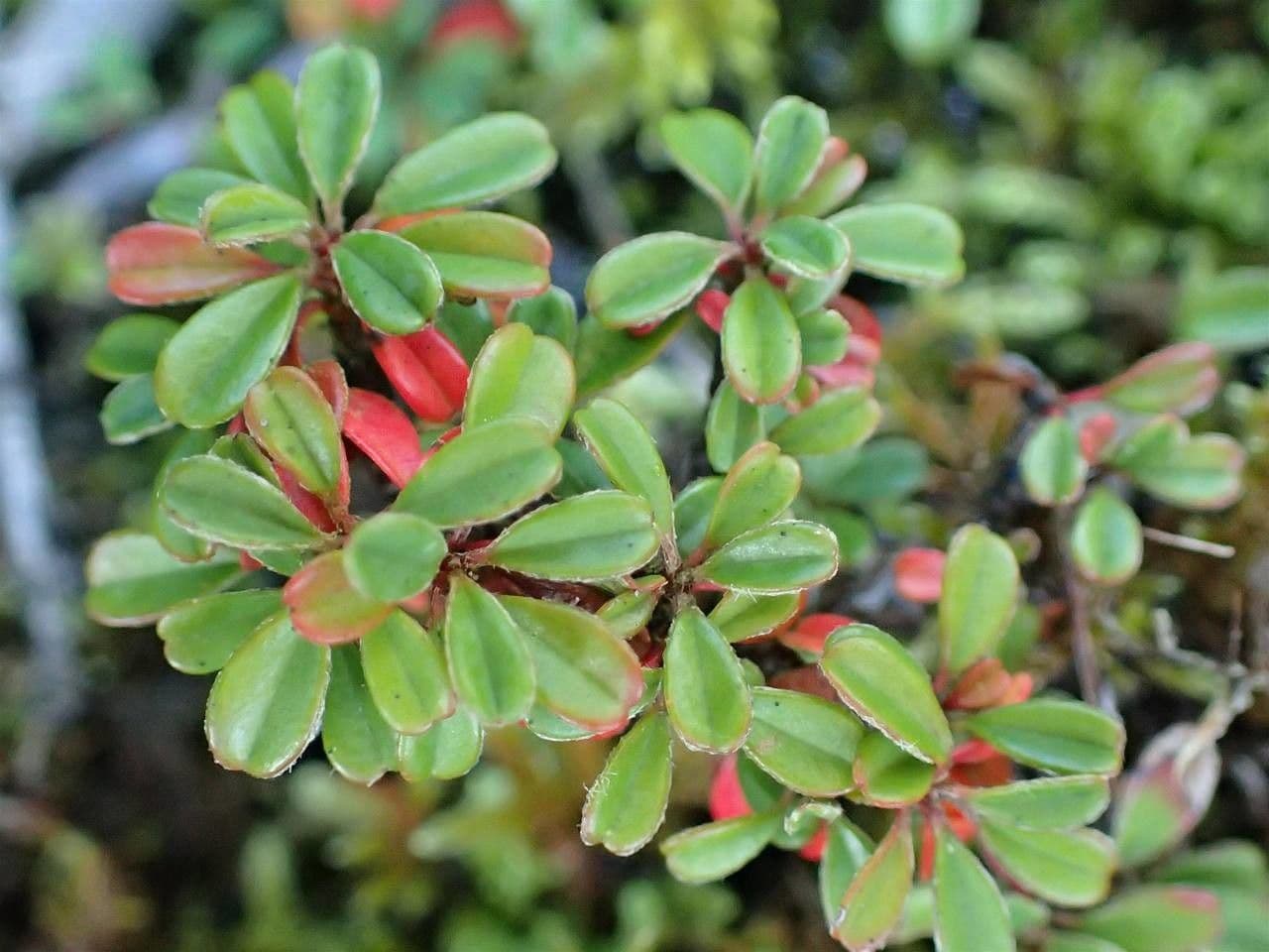 Cotoneaster 2