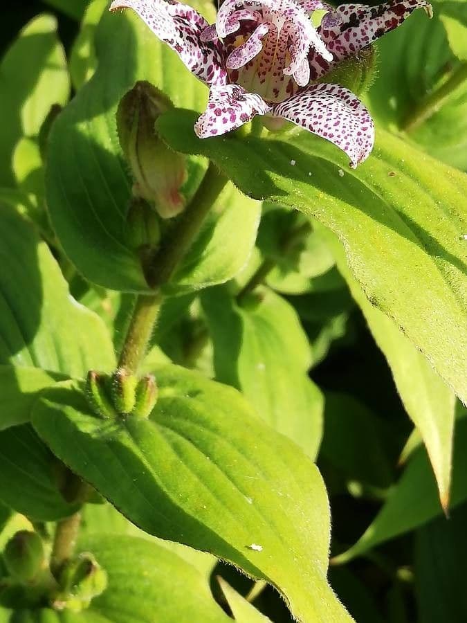 Tricyrtis 16
