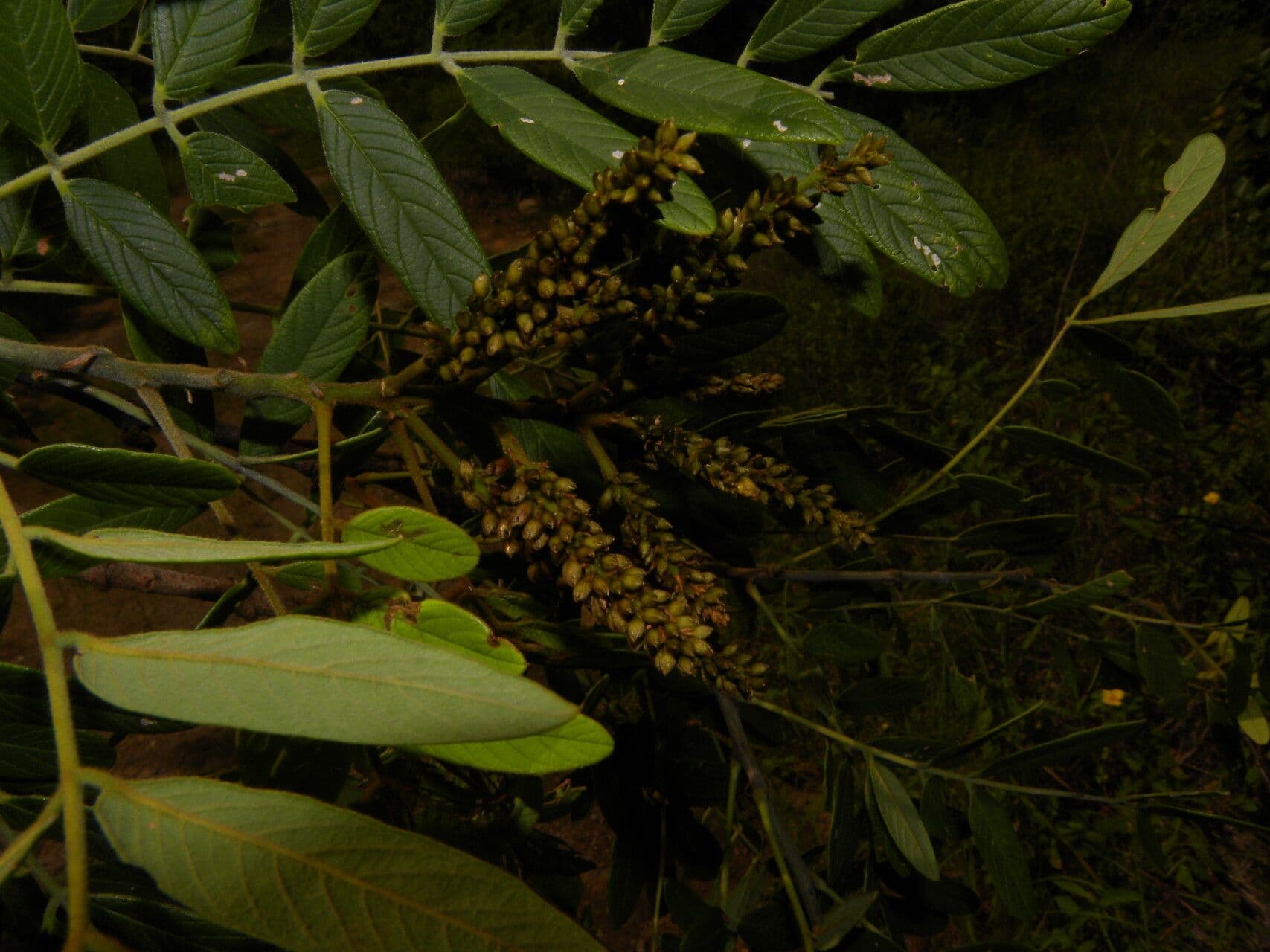 Lonchocarpus 12
