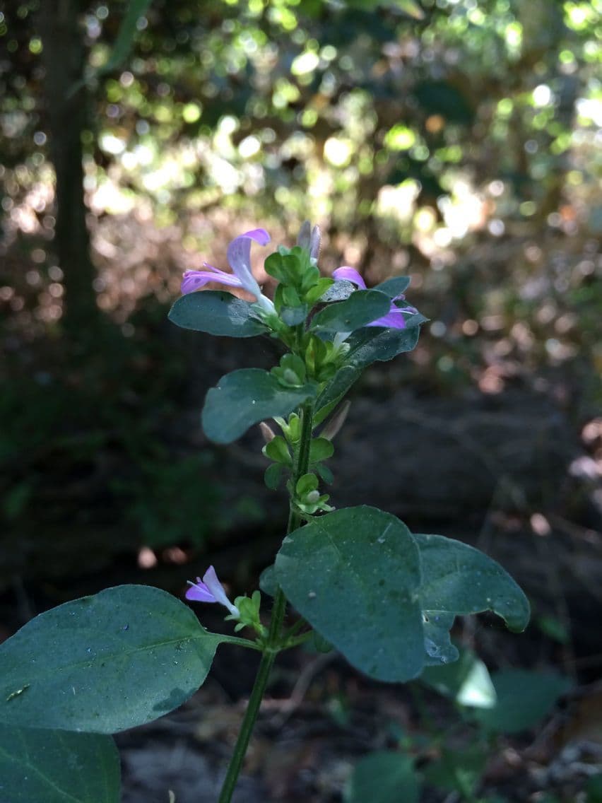 Ala piegata ramificata 10