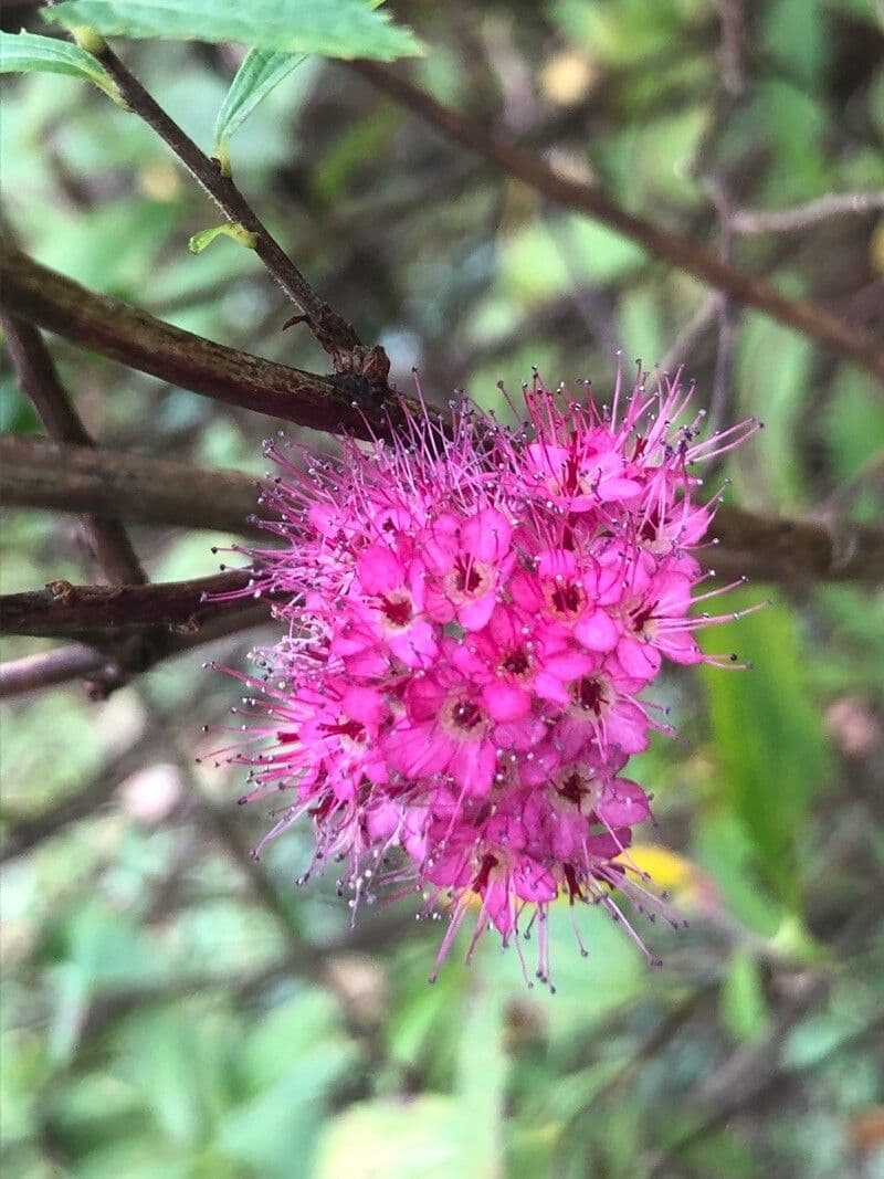 Spiraea di Billard