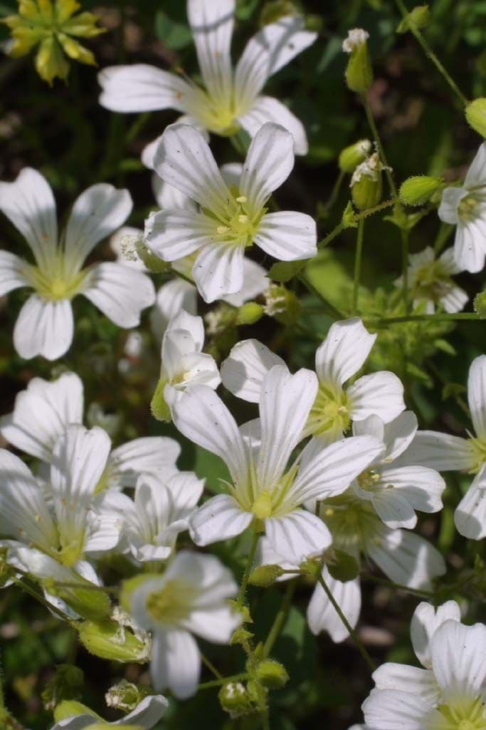 Mononeuria patula 5