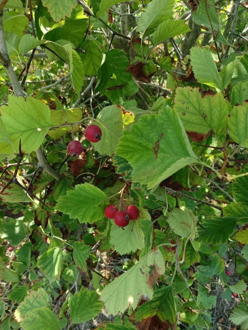 Hagelweisse 11