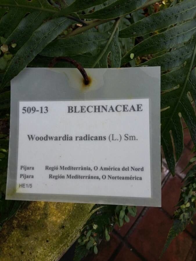 Wurzelnder Kettenfarn 26