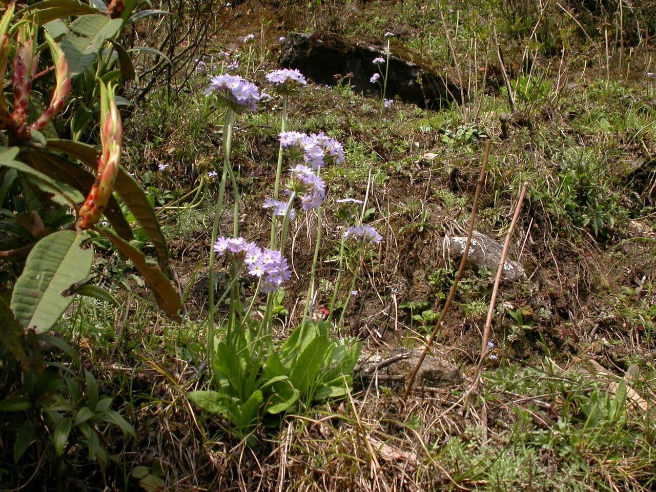 Primula denticolata 6