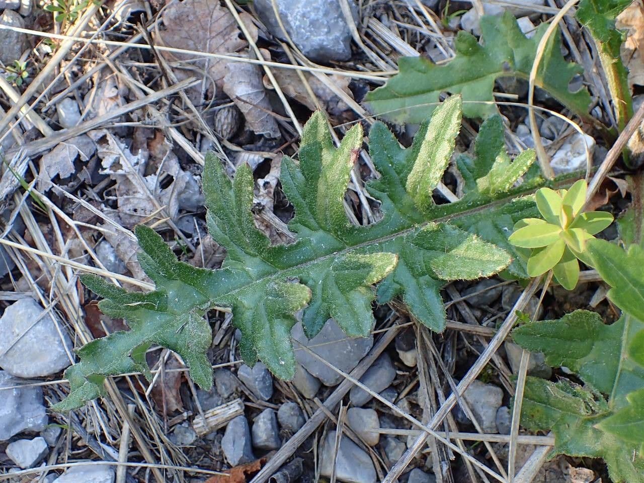 Knollen-Distel 14